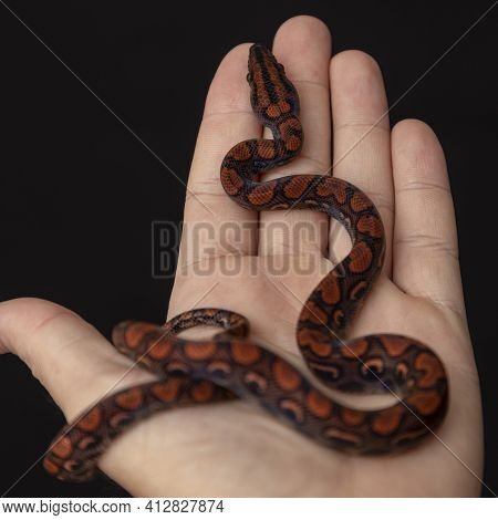Epicrates Cenchria Is A Boa Species Endemic To Central And South America. Common Names Include The R