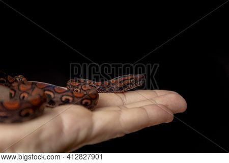 Epicrates Cenchria Is A Boa Species Endemic To Central And South America. Common Names Include The R