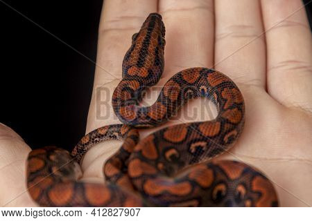 Epicrates Cenchria Is A Boa Species Endemic To Central And South America. Common Names Include The R