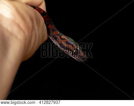 Epicrates Cenchria Is A Boa Species Endemic To Central And South America. Common Names Include The R
