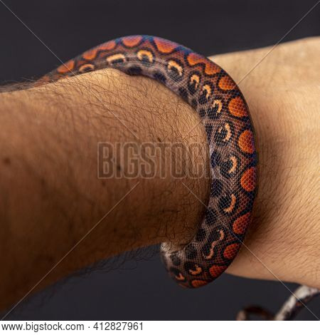 Epicrates Cenchria Is A Boa Species Endemic To Central And South America. Common Names Include The R