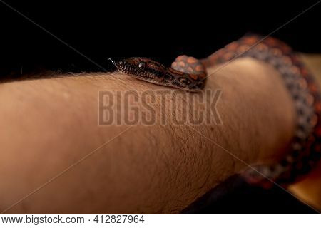 Epicrates Cenchria Is A Boa Species Endemic To Central And South America. Common Names Include The R