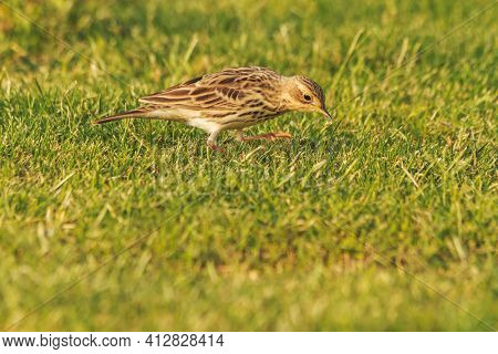 Little Gray Bird Looks At The Grass With Interest