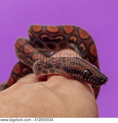 Epicrates Cenchria Is A Boa Species Endemic To Central And South America. Common Names Include The R