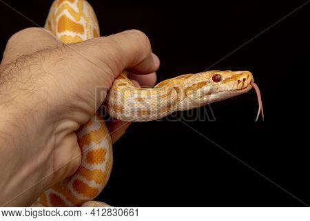 Gold Python, Reticulated Python (python Reticulatus)