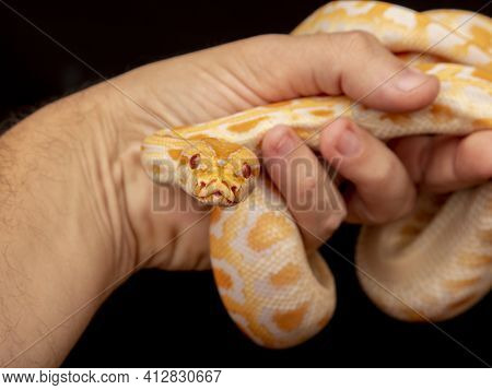 Gold Python, Reticulated Python (python Reticulatus)