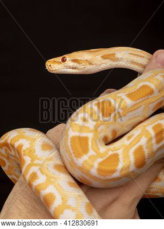 Gold Python, Reticulated Python (python Reticulatus)
