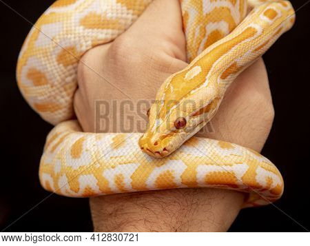 Gold Python, Reticulated Python (python Reticulatus)