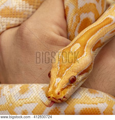 Gold Python, Reticulated Python (python Reticulatus)
