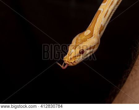 Gold Python, Reticulated Python (python Reticulatus)