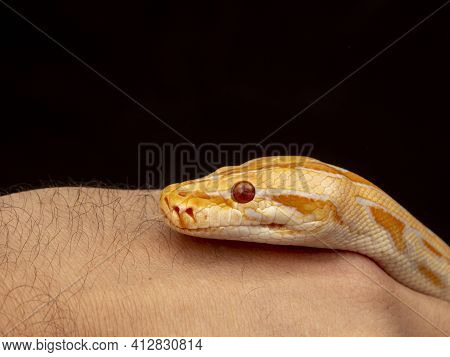Gold Python, Reticulated Python (python Reticulatus)