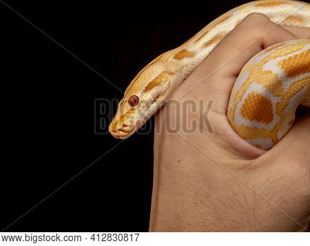 Gold Python, Reticulated Python (python Reticulatus)