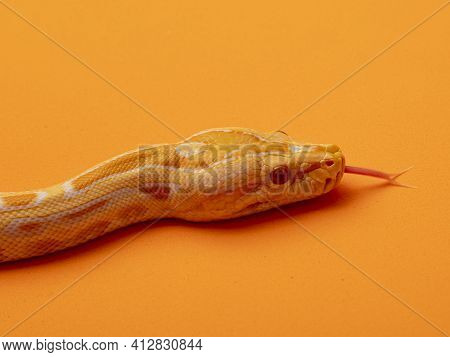 Gold Python, Reticulated Python (python Reticulatus)