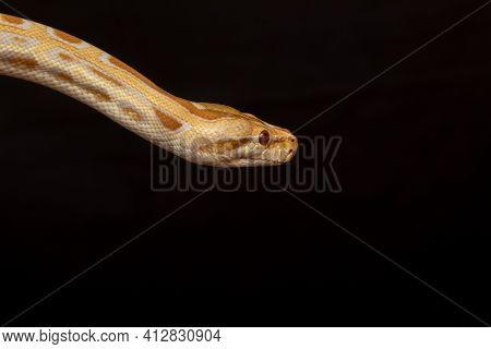 Gold Python, Reticulated Python (python Reticulatus)