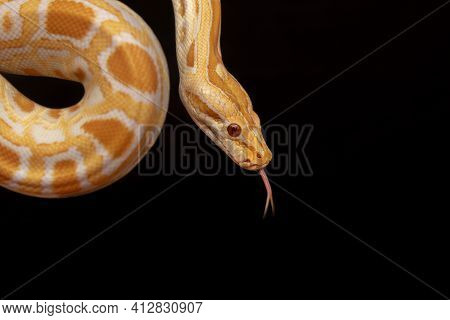 Gold Python, Reticulated Python (python Reticulatus)