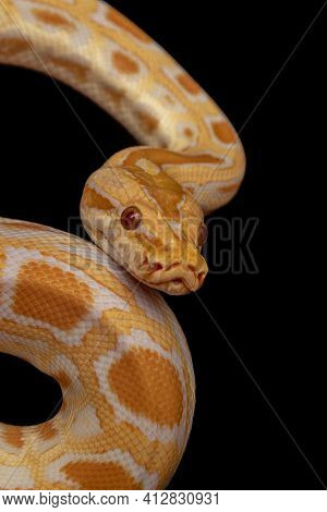 Gold Python, Reticulated Python (python Reticulatus)