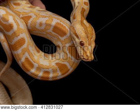 Gold Python, Reticulated Python (python Reticulatus)