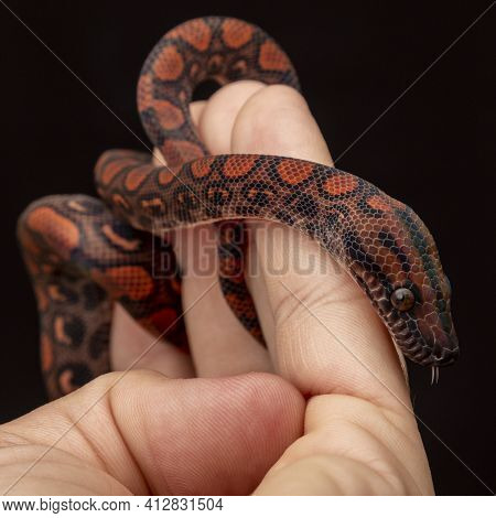 Epicrates Cenchria Is A Boa Species Endemic To Central And South America. Common Names Include The R