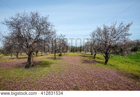 Field With Almond Trees And Purple Vail Of Flowers In The Ground. Outdoor Landscape With Blooming Fl