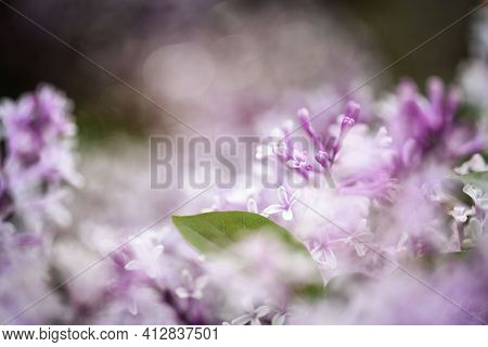 Common Lilac Blossom Dreamy Flowers With Leaf