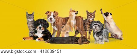 Group Of Eight Cats And Dogs Isolated On A Yellow Background