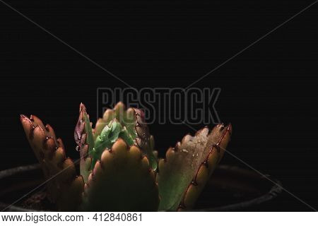 Macro Close Up Portrait Of Kalanchoe Fedtschenkoi