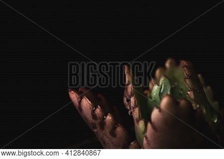 Macro Close Up Portrait Of Kalanchoe Fedtschenkoi