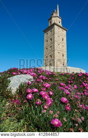 View Of The Tower Of Hercules And Beautiful Foreground Of Purple Flowers And Green Foliage On A Spri