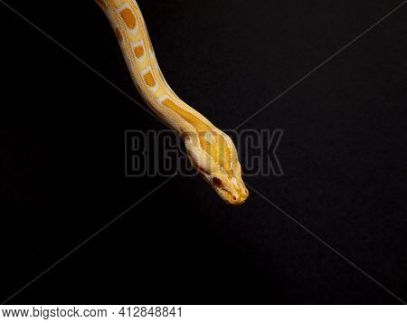 Python Molurus Bivitattus Is One Of The Largest Species Of Snakes. It Is Native To A Large Area Of S