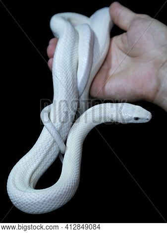 The Texas Rat Snake (elaphe Obsoleta Lindheimeri ) Is A Subspecies Of Rat Snake, A Nonvenomous Colub
