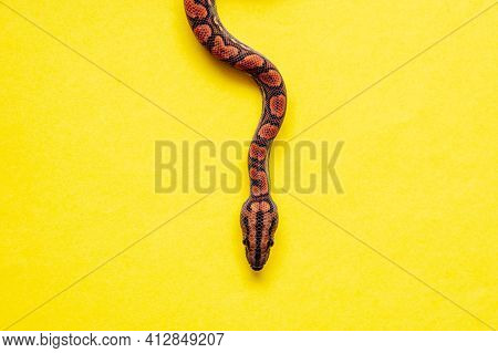 Epicrates Cenchria Is A Boa Species Endemic To Central And South America. Common Names Include The R