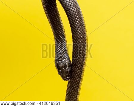 The Mexican Black Kingsnake (lampropeltis Getula Nigrita) Is Part Of The Larger Colubrid Family Of S