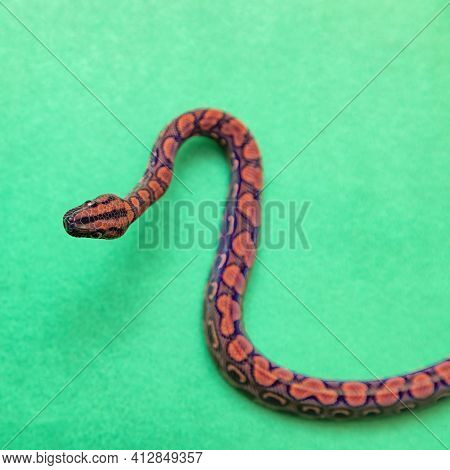 Epicrates Cenchria Is A Boa Species Endemic To Central And South America. Common Names Include The R