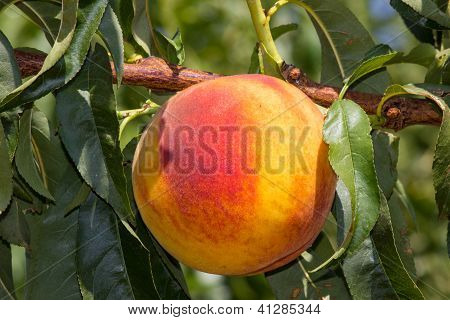 pesche