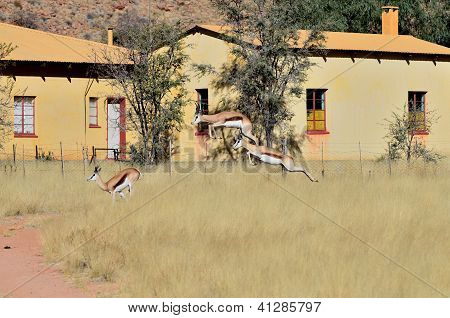 Springboks pronking