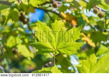 Green Leaves And Young Futis Of Pltatanus Oreintalis Tree In Sunset Light. Platanus Orientalis, The 