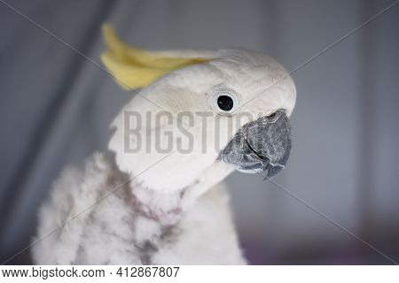 a white parrot who is sick. bird neck feathers that fall due to disease