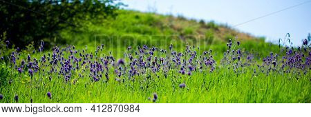 Salvia Or Sage Flowers. Summer Meadow Background.