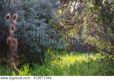 Loch Silvery Grove. Silverberry Or Elaeagnus Commutata Bushes.