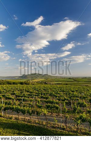 Spring vineyards under Palava near Sonberk, South Moravia, Czech Republic