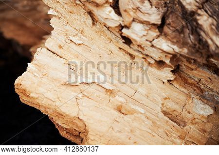Rotten Wood Texture. Rotten Tree Close-up And Its Rotten Fragments.