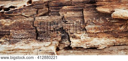 Rotten Wood Texture. Rotten Tree Close-up And Its Rotten Fragments.
