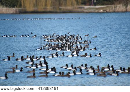 A Huge Flock Of Greater Scaup Ducks Swimming In The Lake.    Vancouver Bc Canada