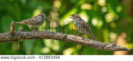 Two Detailed Sparrows, Seen From The Front, Sit On A Long Branch. One Bird Talks To The Other Sparro