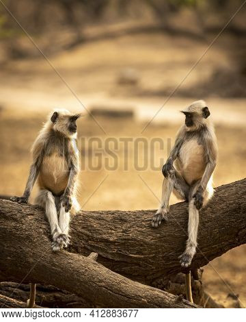 Gray Or Hanuman Langurs Or Indian Langur Or Monkey Perched On Tree Trunk During Outdoor Jungle Safar