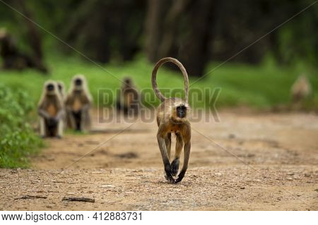 Gray Or Hanuman Langurs Or Indian Langur Or Monkey Running Head On Forest Track With Tail Up In Natu