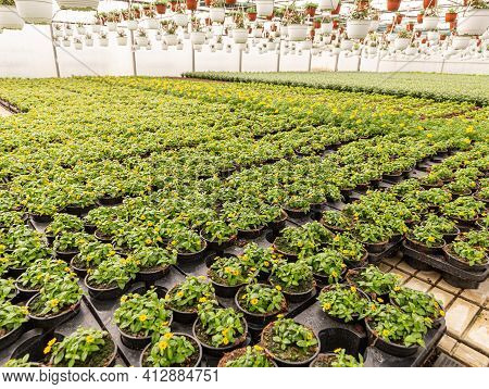 Mexican Creeping Zinnia Or Sanvitalia Procumbens Flower Plants In Flowerpot In Plant Nursery, Growin
