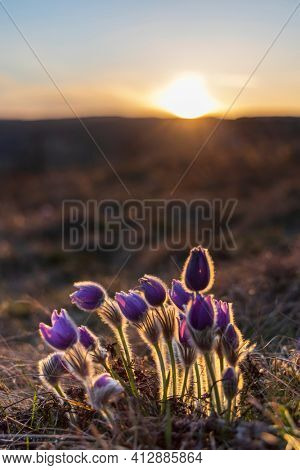 Pasque flower, National park Podyji, Southern Moravia, Czech Republic