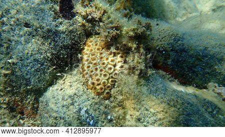 Stony Coral Cushion Coral (cladocora Caespitosa) Undersea, Aegean Sea, Greece, Halkidiki