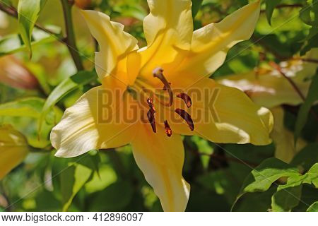 Beautiful Blooming Lily Buds In The Garden